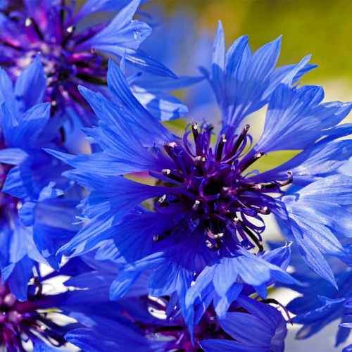 Cornflower All Sizes