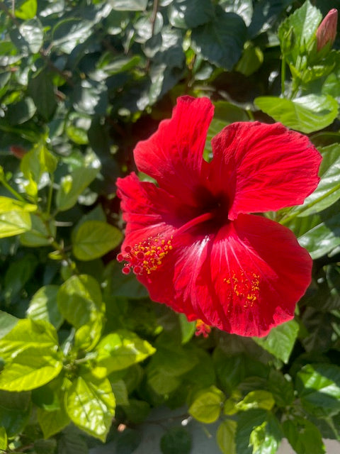 Organic Dried Hibiscus