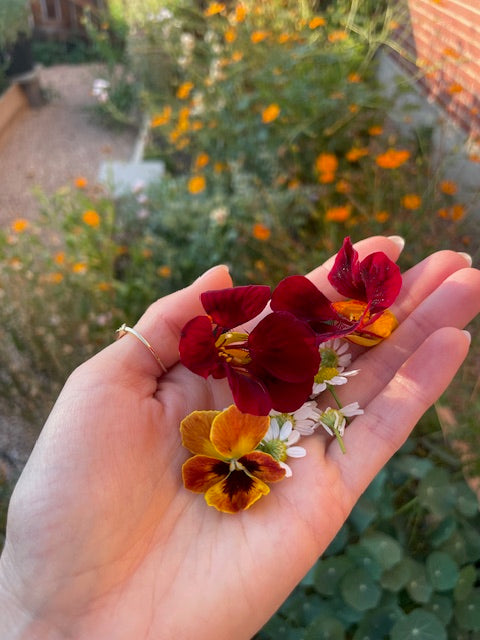 The Edible Flower Garden & Kitchen Guidebook (Digital Download)